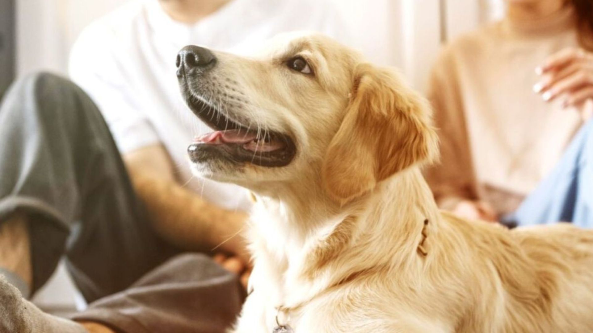 Justiça de Alagoas firma primeiro acordo de guarda compartilhada de pet